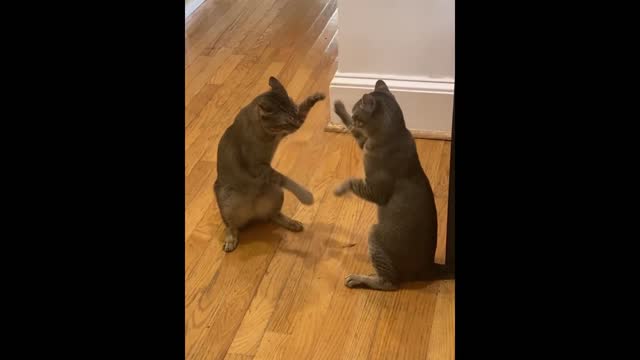 Cute two cat funny fight