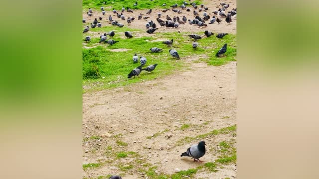 a female pigeon kisses a male pigeon to attract.