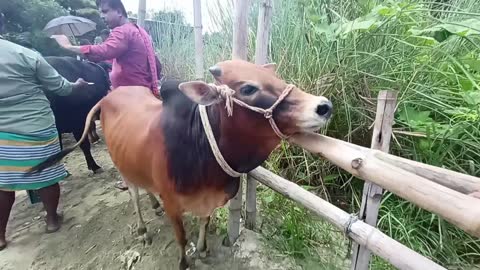 Funny Animals Cow Very Funny Video #Cow #Animals