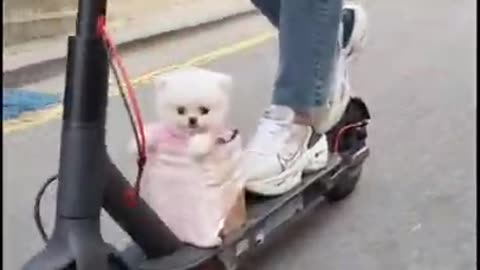 Funny animals Reaction
