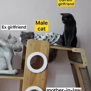 Cats are playing in house