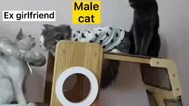 Cats are playing in house