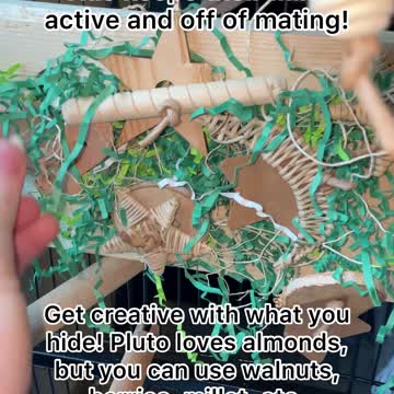 How to prevent and treat a hormonal bird: