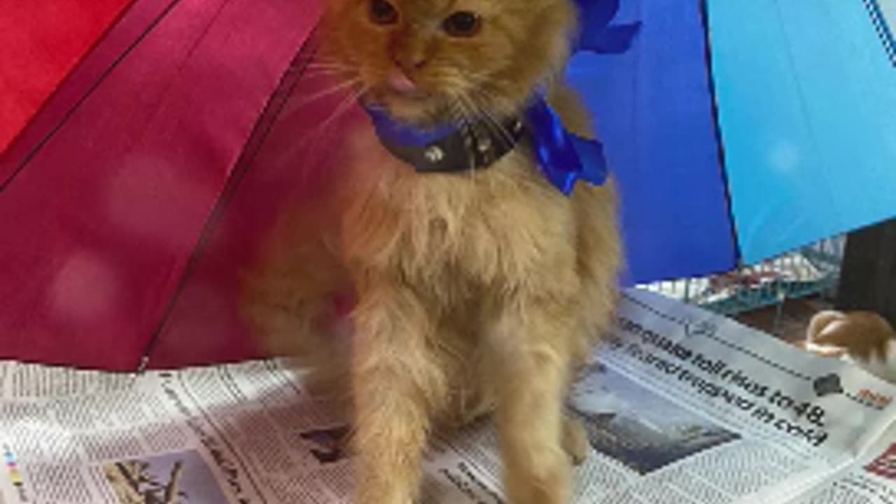 Persian Cats for Adoption