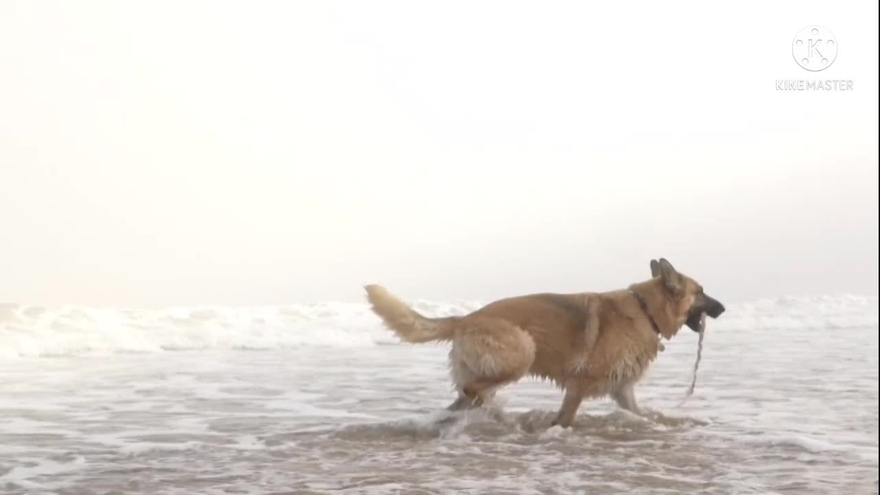 Happy dog on the beach