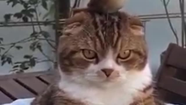 Little cats fight betwenn cats funny cats #pets#cats#funnycats#dogs