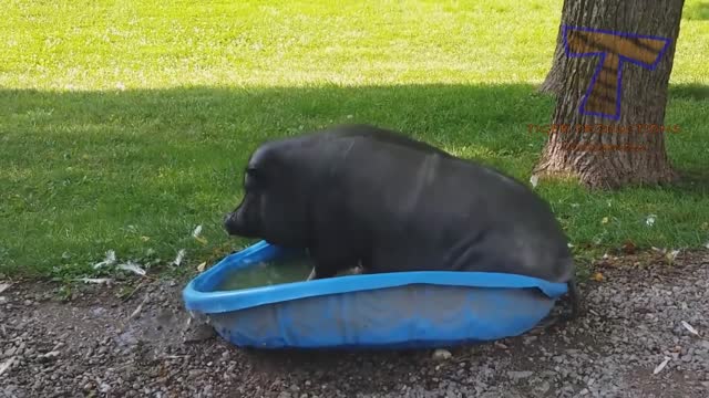 1% chance that these animal want make you laugh!- funny animal in pools videos