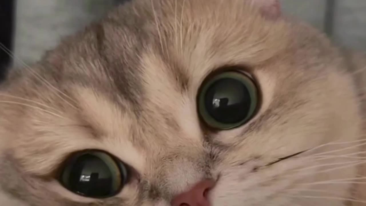 Fall In Love With Cat Funny Video Cat Funny Video And Love - How They Are The Same