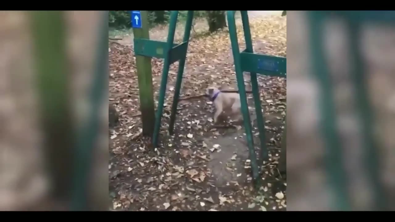 ANIMAL PLAYING DEAD FUNNY VIDEO