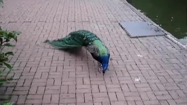 Peacock Scare