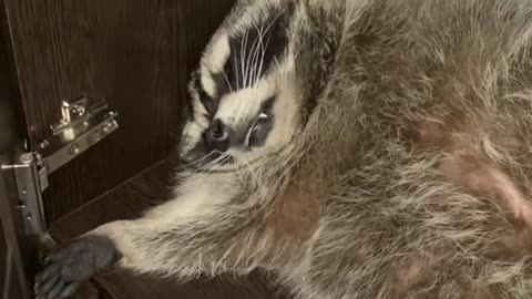 the raccoon sleeps in the closet and is watched