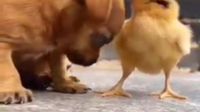 CUTE BABY DOG PLAYING WITH BABY HEN😍