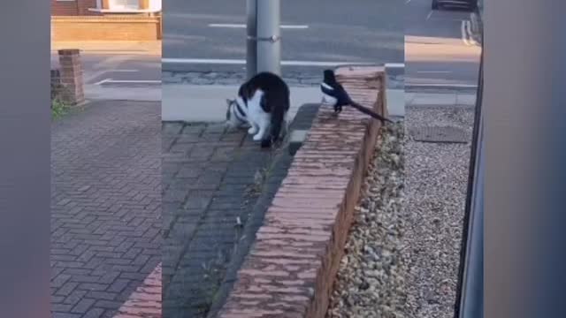 A cat and a bird are playing among themselves, their love is visible