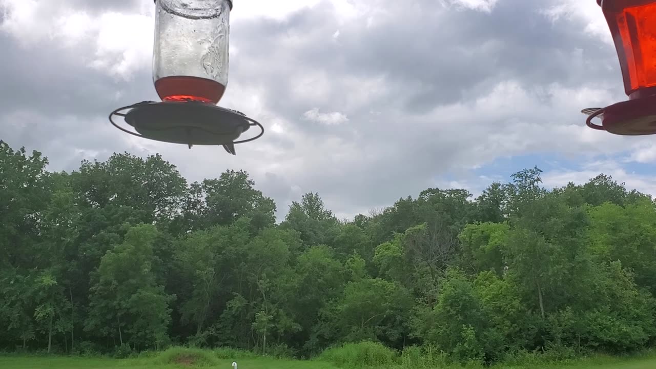 Humming Birds At Our Feeders 2