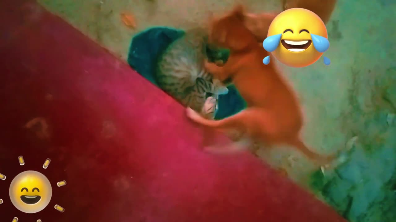 Funniest Cats and Dogs Videos 2024 😹🐶 Best Funny Animal Videos