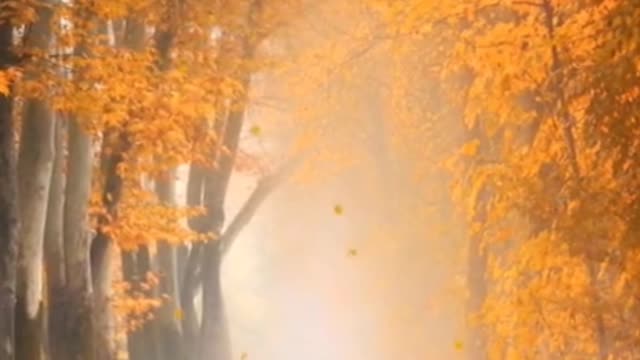 The autumn wind slowly, leaves all over the ground.