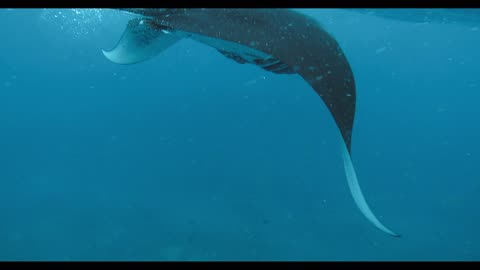 Stingray Fish Flying in the blue water part 2