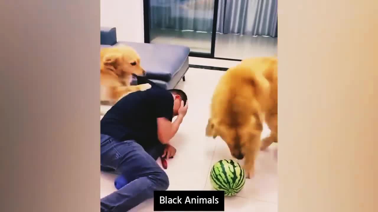Funniest Cats And Dogs | Animals Prank | Try Not To LAUGH