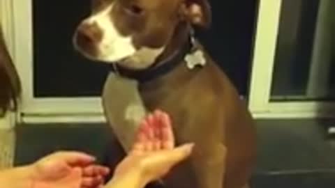 Dog Tries to Prank Lady Who Clips His Nails By Fainting