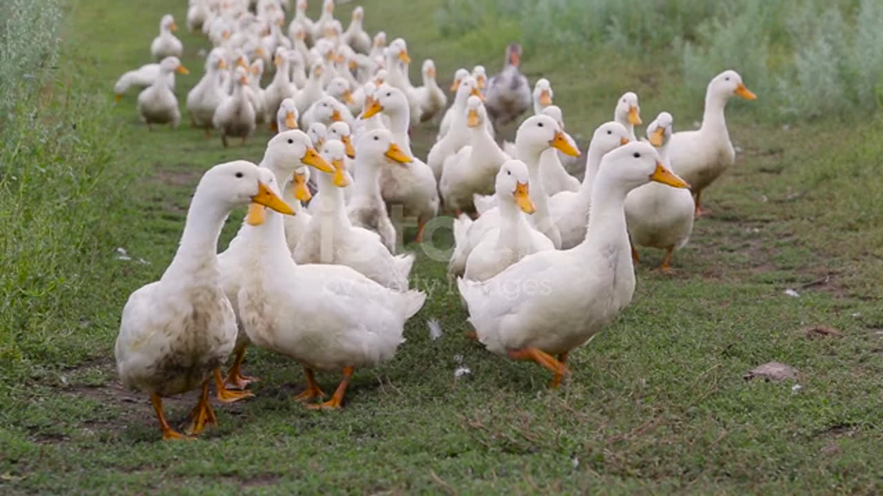 Domestic ducks walk on the farm stock video