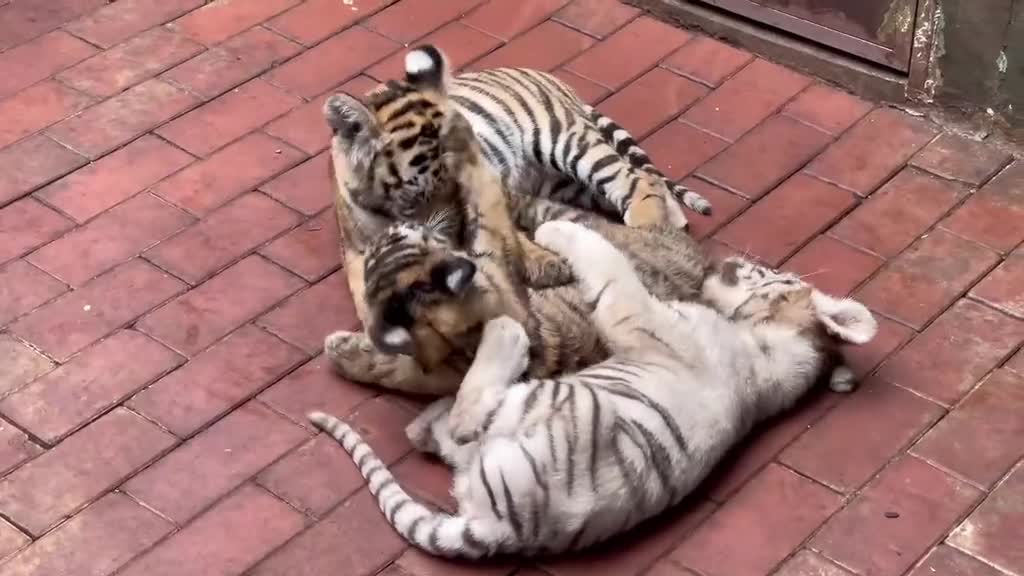 The tiger