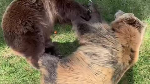 Bear couple doing yoga in the great outdoors