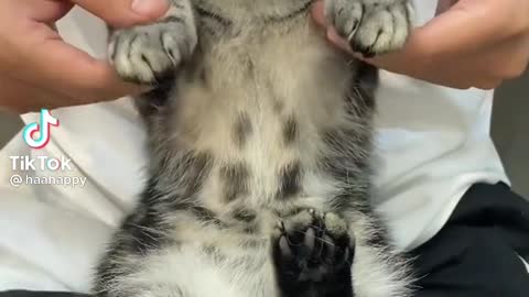 Cat Playing the Drum