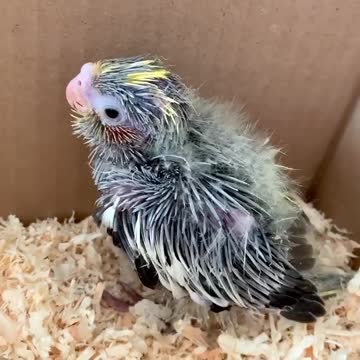 sings a babycockatiel in his little nest