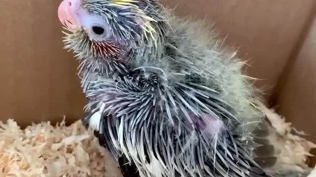 sings a babycockatiel in his little nest