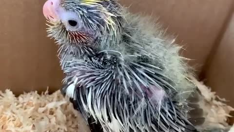 sings a babycockatiel in his little nest