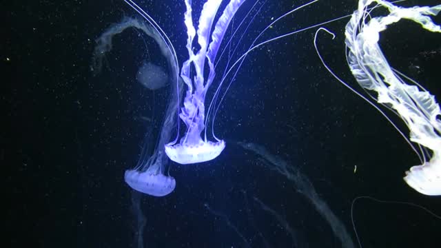 beautiful jellyfish21