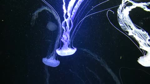 beautiful jellyfish21