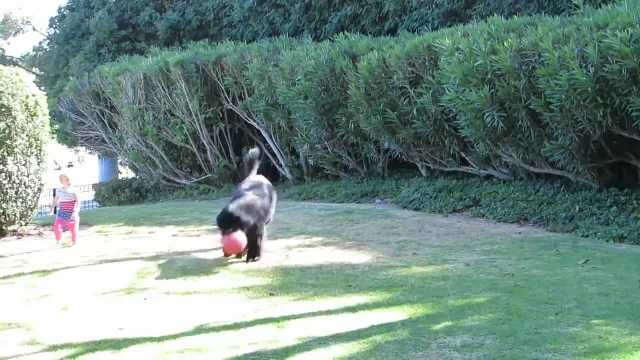 Juego de atrapar pelota con un Terranova tiene un abrupto final