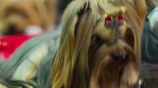TOP 10 Breeds You Can Leave Alone At Home.