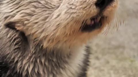 Wildlife