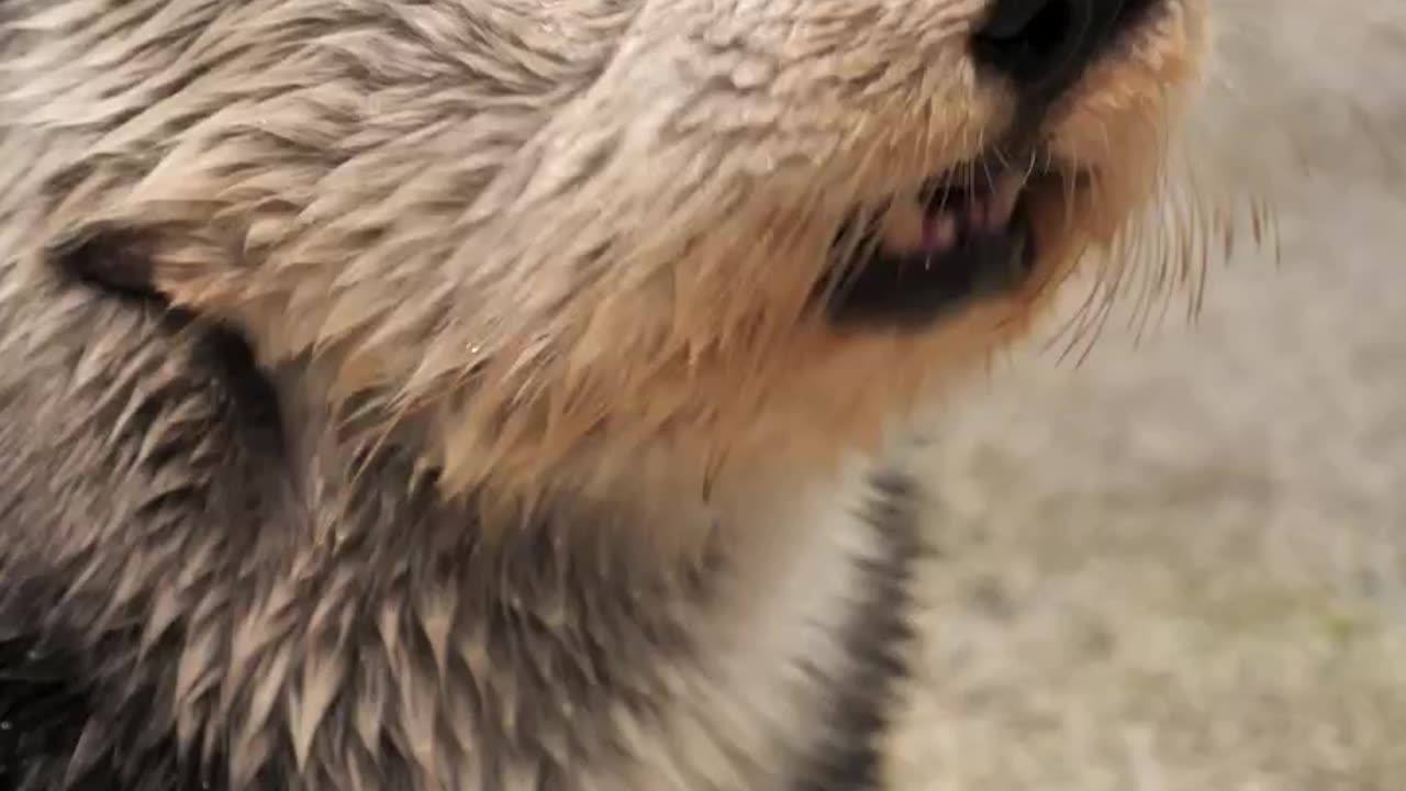 Wildlife