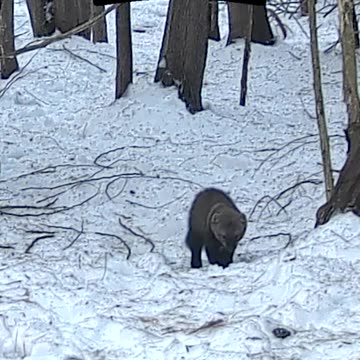 Funny Wildlife Safari: Apex Predators Of The Bush (Kind Of) 😆🙀🐭 #wildlifephotography #shorts