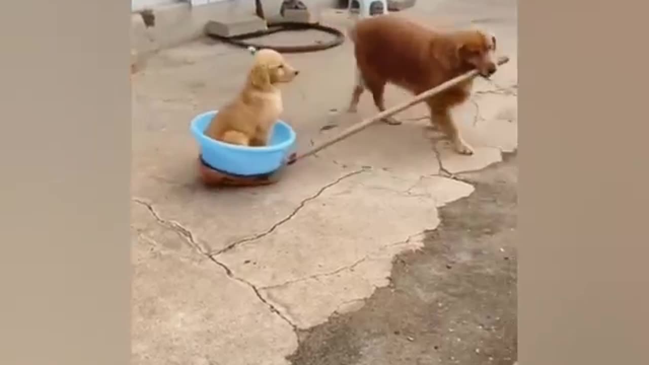 Funny animal videos