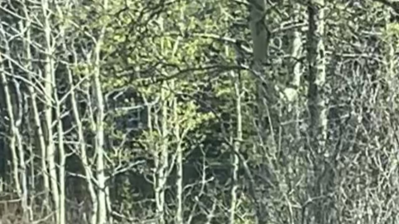 Bear Cubs Cross the Road at Glacier National Park