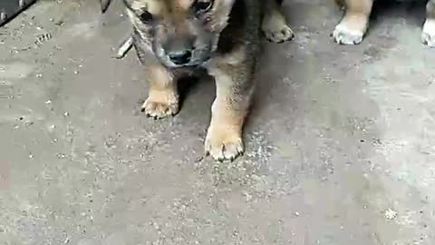 dog misses mom