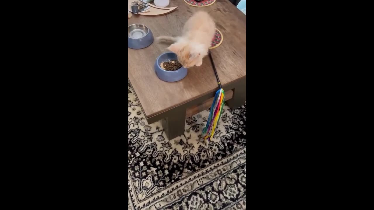 Maine Coon Pasha eats for the first time on the table on September 14, 2024