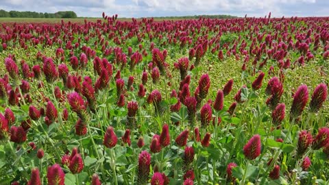 Flower field in the wind