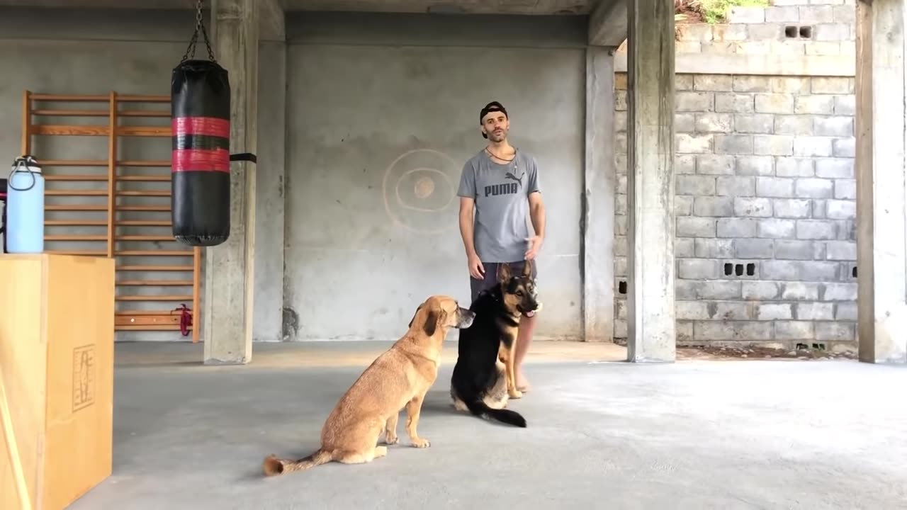 How to Defend Against Dog Attack