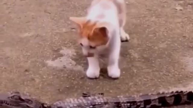 FUNNY ANIMALS VIDEOS TRY NOT TO laugh 😂 | FUNNY CATS | FUNNY DOGS I CUTEST ANIMALS Ep 2#SHORTS