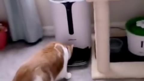 Lovely Cat, black cat, cats, funny cats, funny cat videos