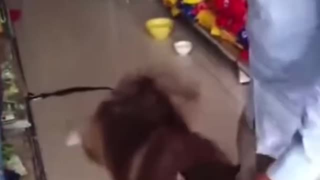 Funniest Animals - Best Of The