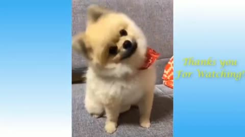 🐕 funny and cute dogs 🐕life