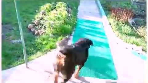 This compilation of man's best friend gives relief and laughter. ViralHog