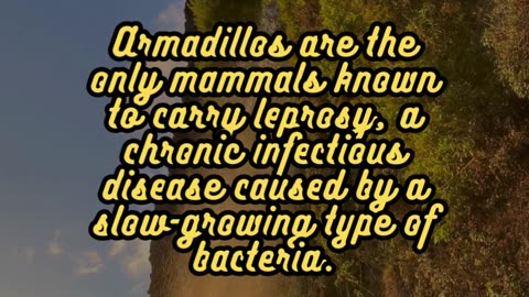 Animal Facts Armadillos #shorts