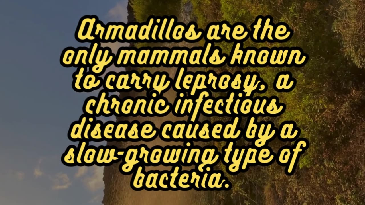 Animal Facts Armadillos #shorts